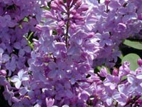 Lilas