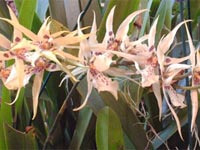 Orqu&iacute;deas