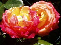 Rosas