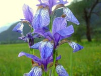 Significado de las flores