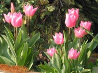 Tulipanes