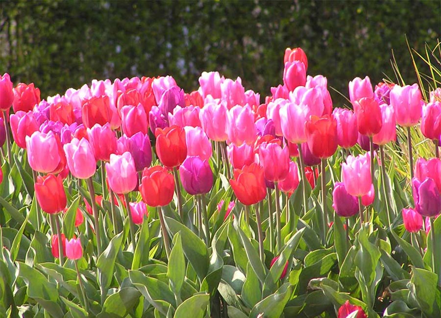 como cuidar tulipanes Tulipanes-imagenes