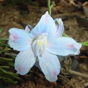 Flores azules: Delphinium