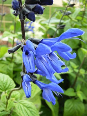 Fotos de flores azules: Salvia Guaranitica