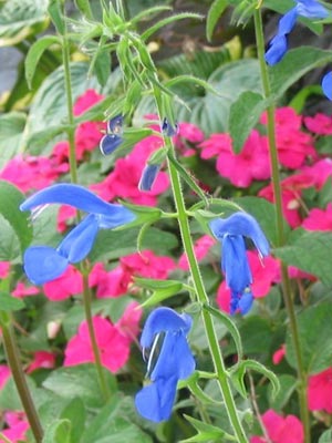 Flores azules: Salvia Patens 