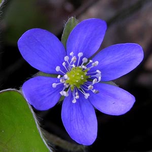 Fotos de Flores Azules