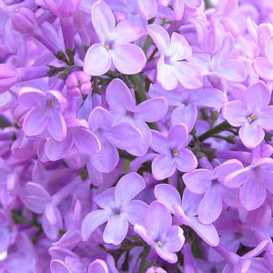 Fotos de flores: lilas