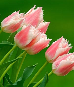 Fotos de flores:Tulipanes