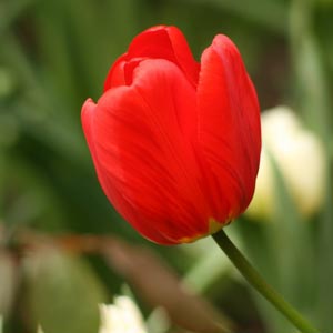 Fotos de Tulipanes 