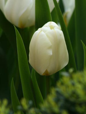 Imágenes de tulipanes