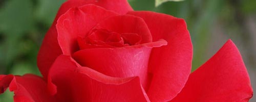 Fotos de rosas rojas