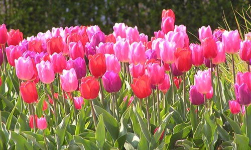 Tulipanes, imágenes